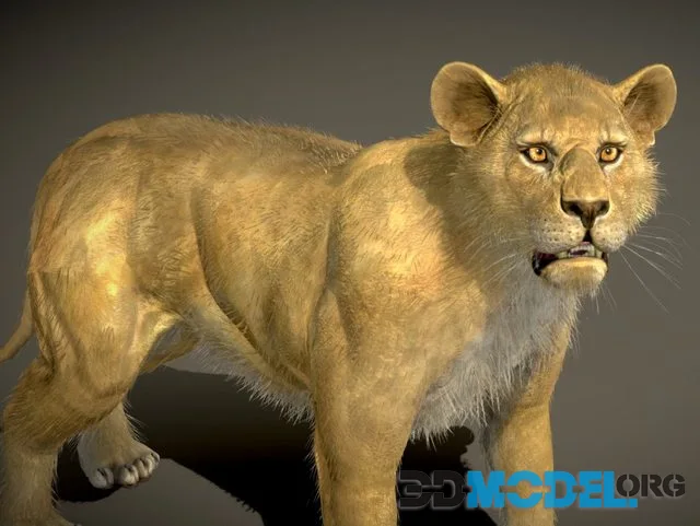 Lion (PBR)