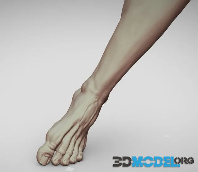 Male Foot 12 (PBR)