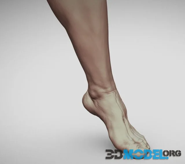 Male Foot 8 (PBR)