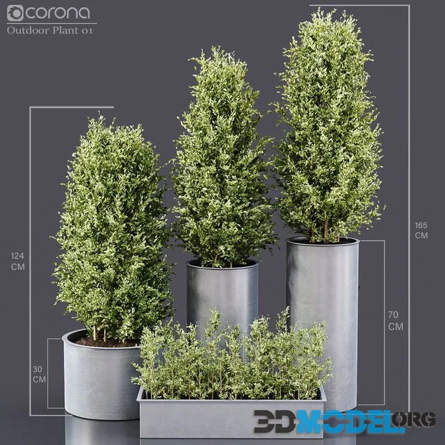 Outdoor Plant 01