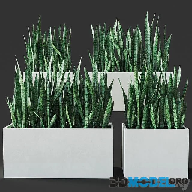 Sansevieria 3
