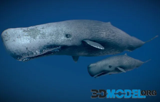 Sperm Whale (PBR)