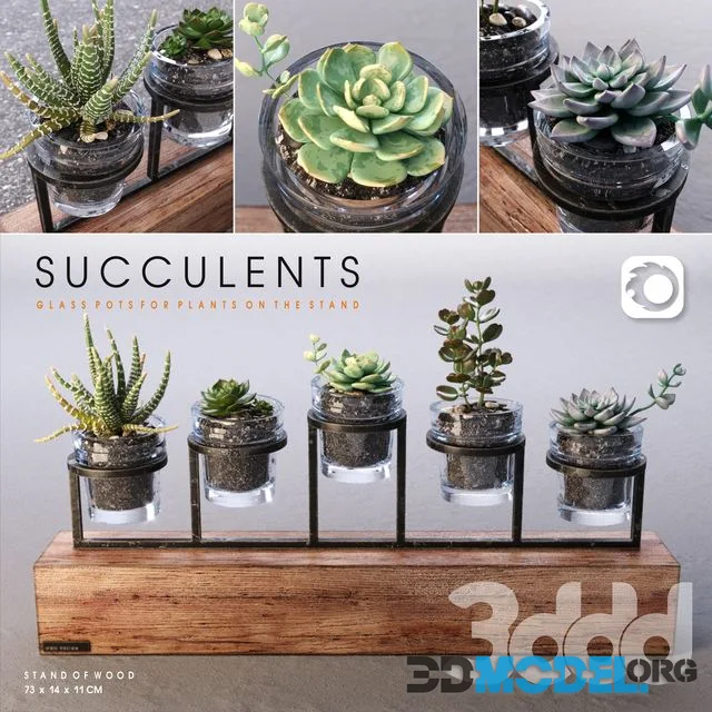 Succulents_set