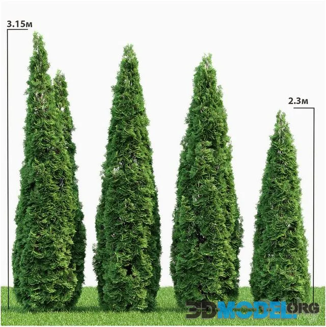 Thuja Smaragd 02