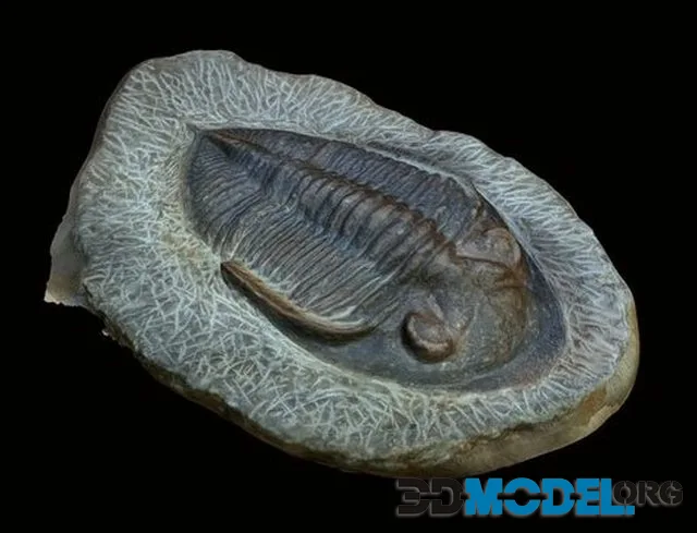 Trolibite Fossil (PBR)