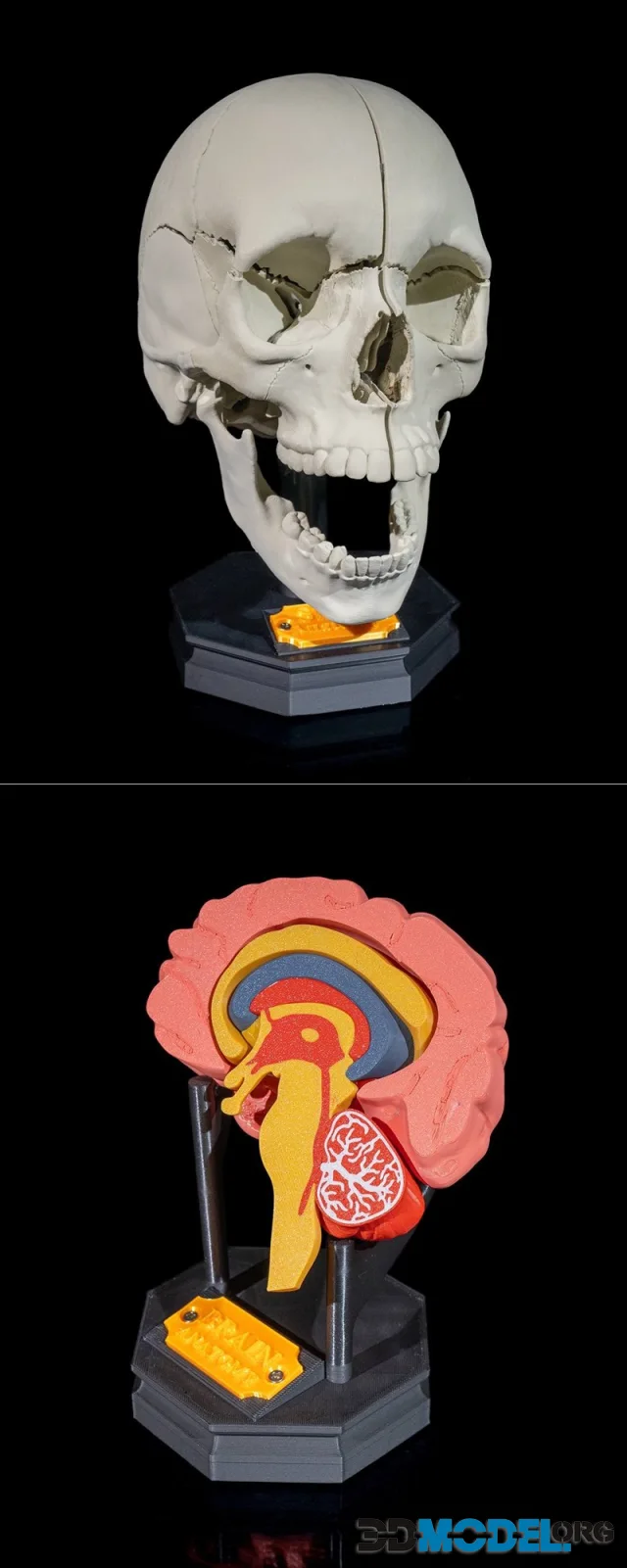 Human Adult Skull and Human Brain – Printable