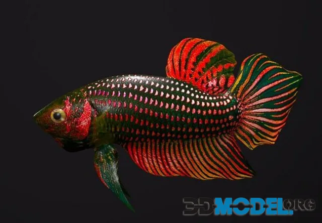 Betta Fish (PBR)