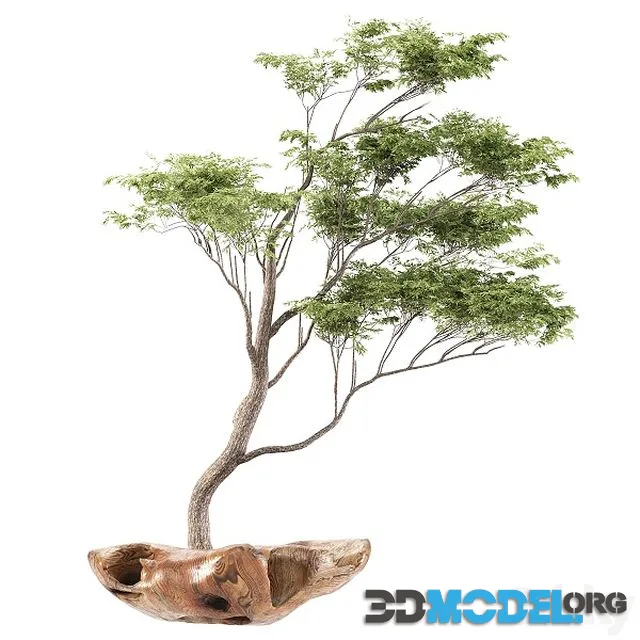 Bonsai 5