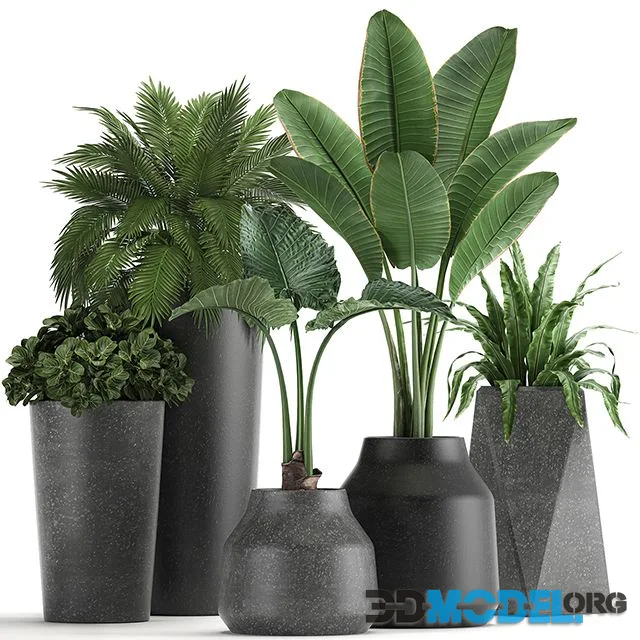 Collection of small plants in black pots Set 825