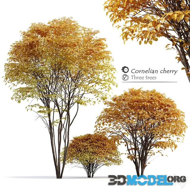 Cornelian cherry