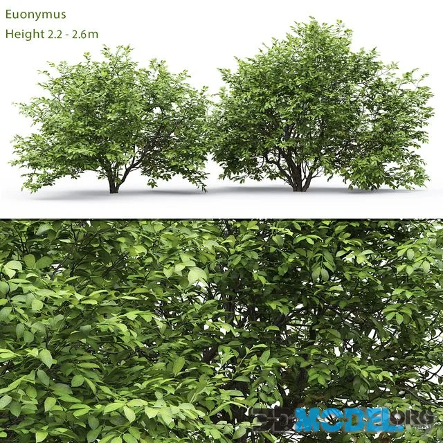 Euonymus
