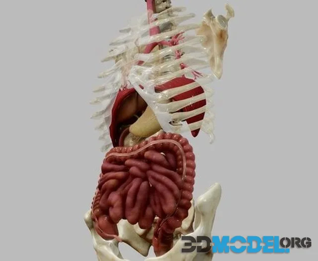 Gastrointestinal Tract (PBR)