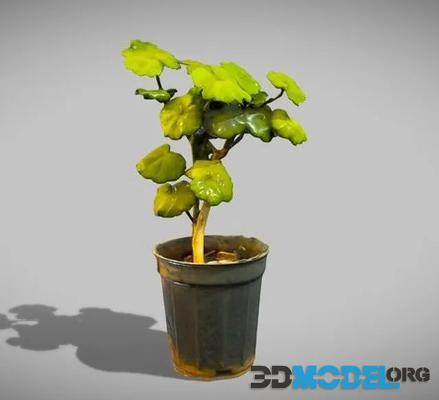 Geraniums (PBR)