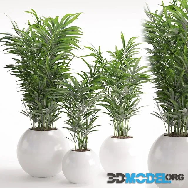 Houseplant 20