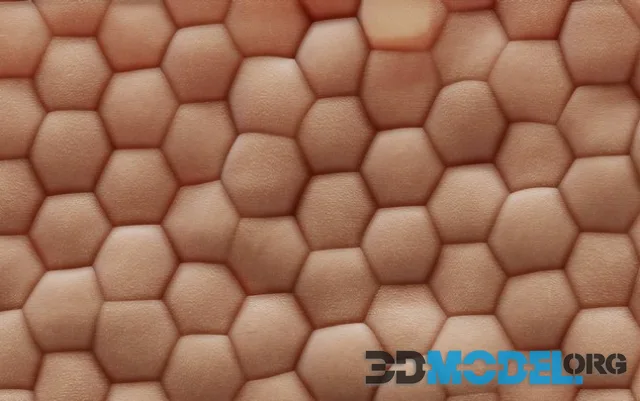 Human Skin Anatomy (PBR)
