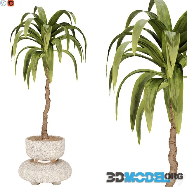 indoor plant 38