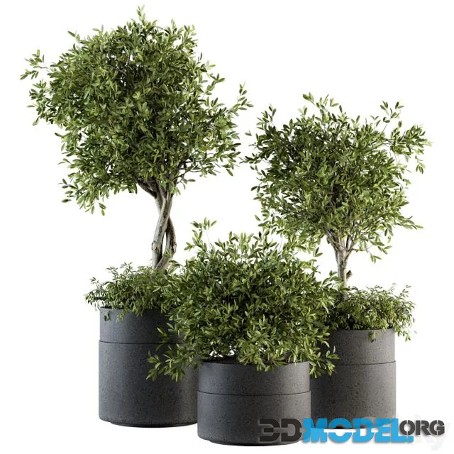 indoor Plant Set 193 – Tree in pot