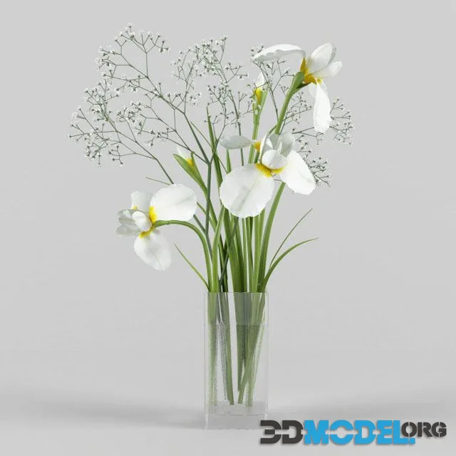 Irises and gypsophila