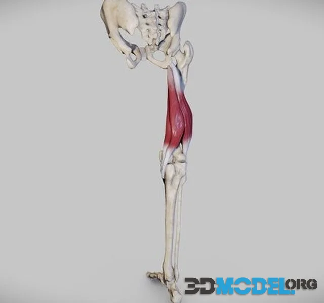 Knee Flexors (PBR)