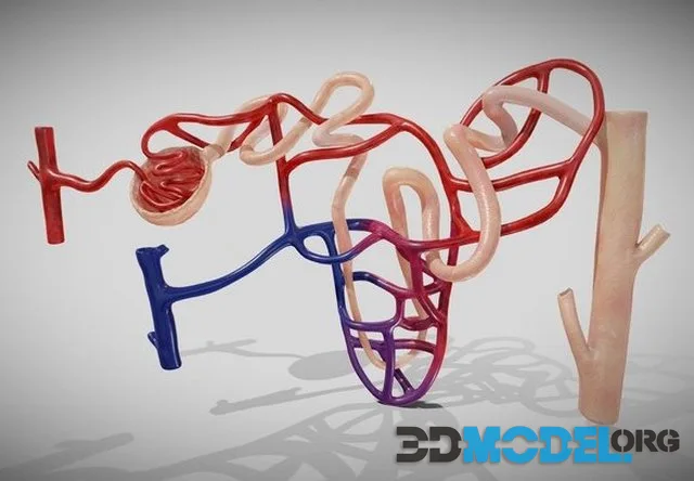 Nephron (PBR)