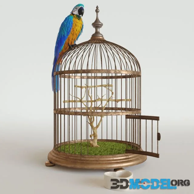 Parrot Ara