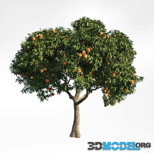 peach tree 8