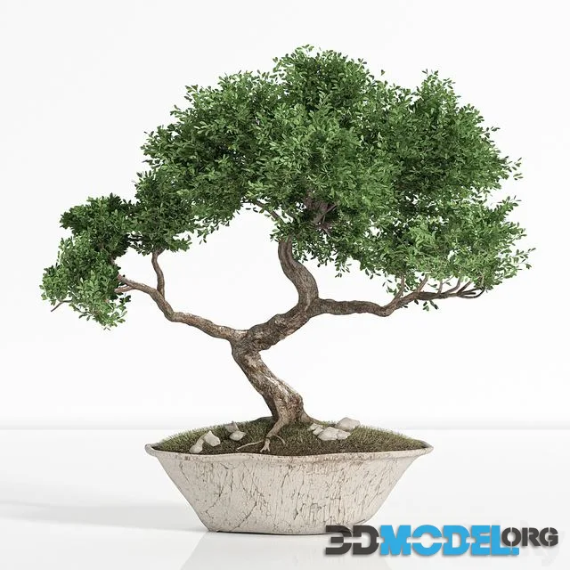 Plant bonsai02