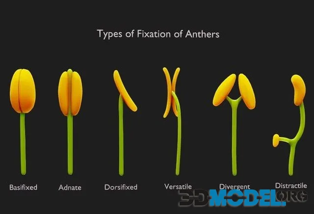 Types Of Fixation Of Anthers (PBR)
