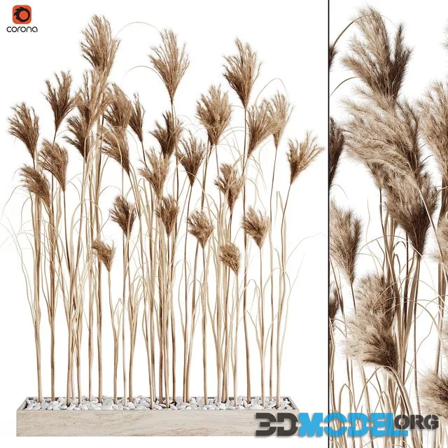 A bunch of Pampas 7