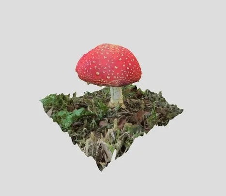 Amanita Muscaria (PBR)
