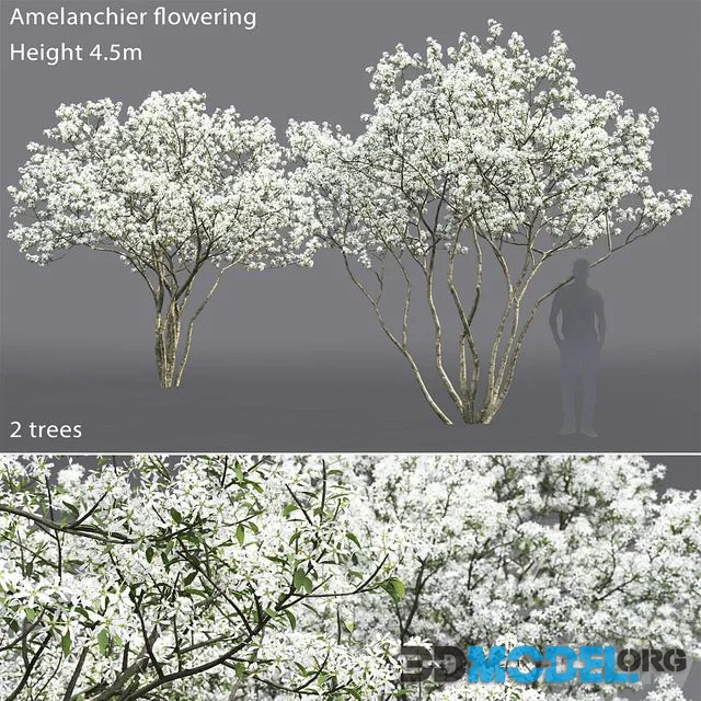 Amelanchier