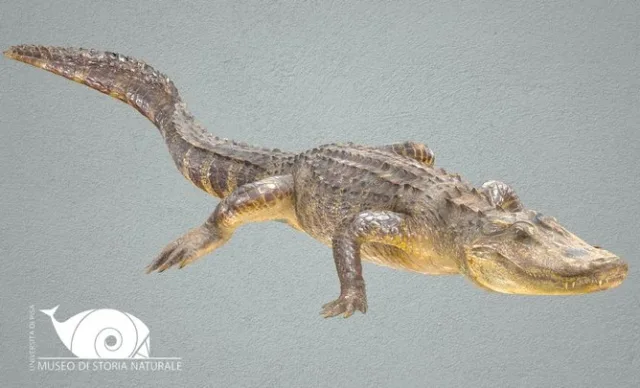 American Alligator (PBR)
