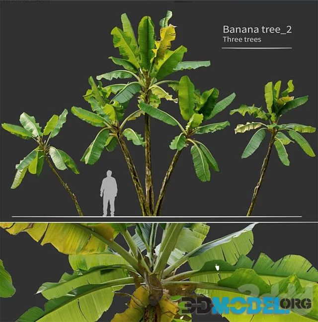 Banana Tree