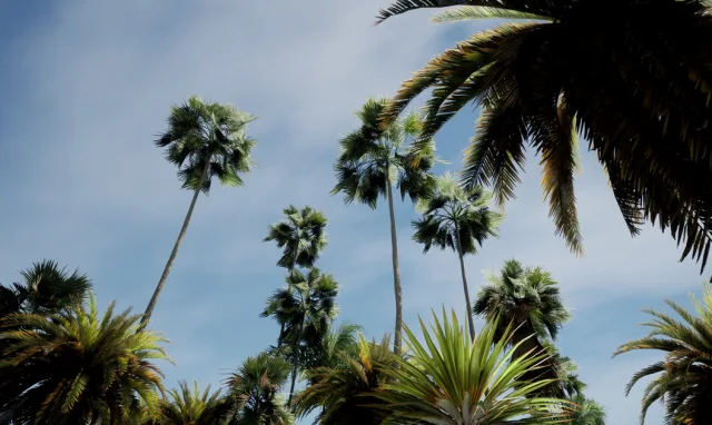 Big palms pack