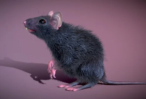 Black Rat ( Free Download ) (PBR)