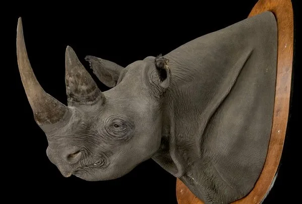 Black Rhinoceros Taxidermy Mount (PBR)