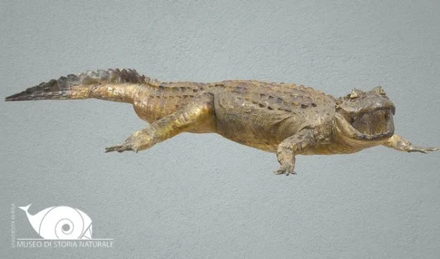 Broad Snouted Caiman (PBR)