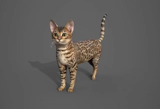 Cat Tabby (PBR)