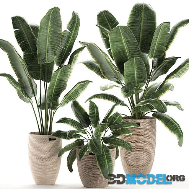 Collection of beautiful lush plants in baskets with strelitzia, banana palm, ravenala. Set 591