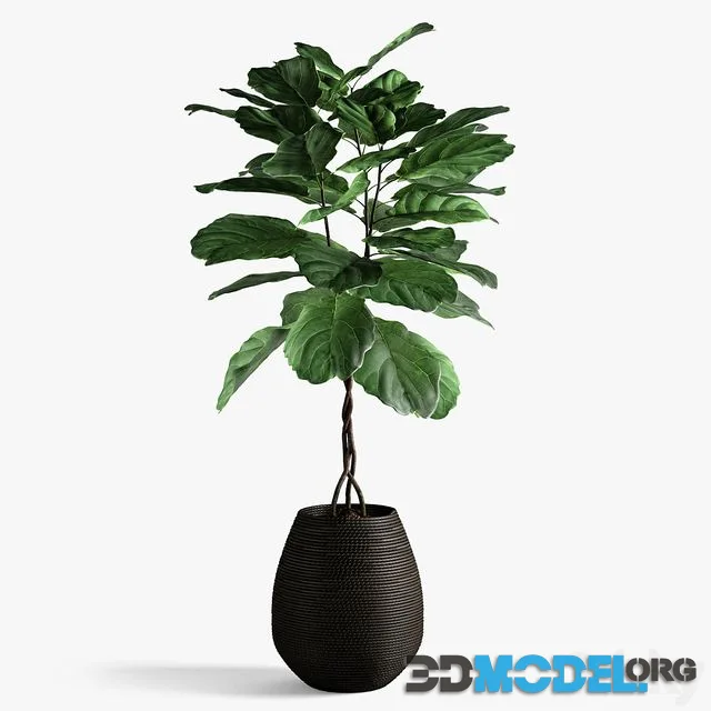 Ficus lyrata