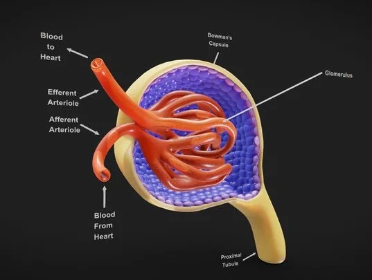 Glomerulus Anatomy (PBR)