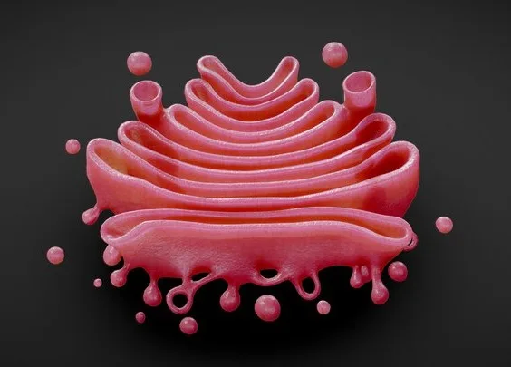 Golgi Apparatus Anatomy (PBR)