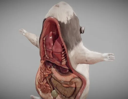 Guinea Pig Internal Anatomy (PBR)