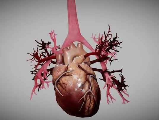 Heart Animated And Bronchial Airways (PBR)