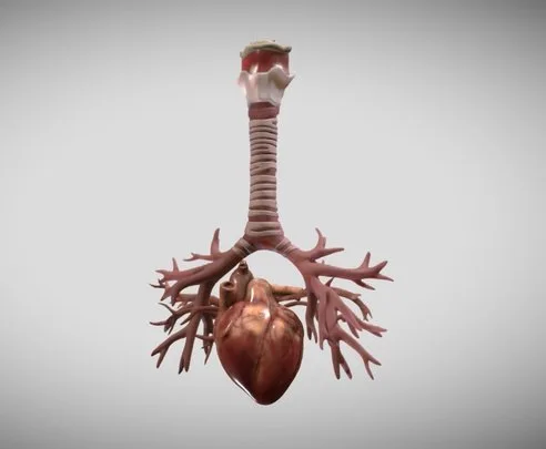 Heart Bronchiole Airways Week Sixteen (PBR)