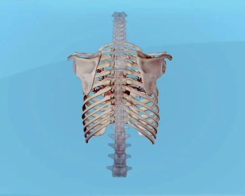 Heart Inside Ribcage (PBR)