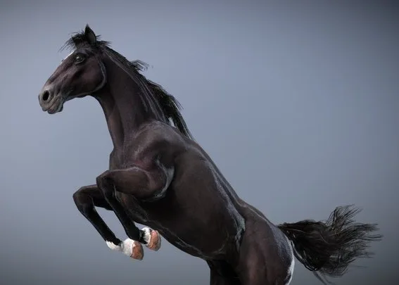 Horse — Spanish Mustang ( Black ) (PBR)