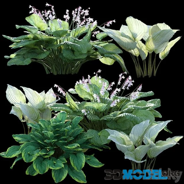 Hosta (funkia)