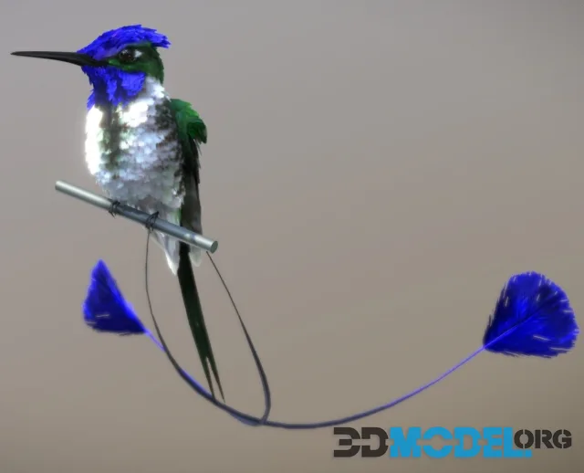 Marvelous Spatuletail ( Hummingbird ) (PBR)