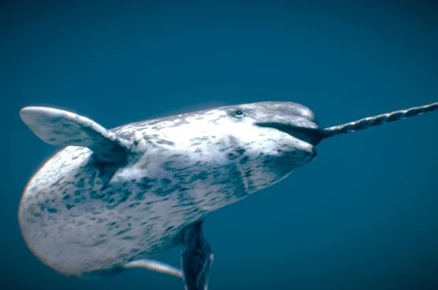 Narwhal (PBR)